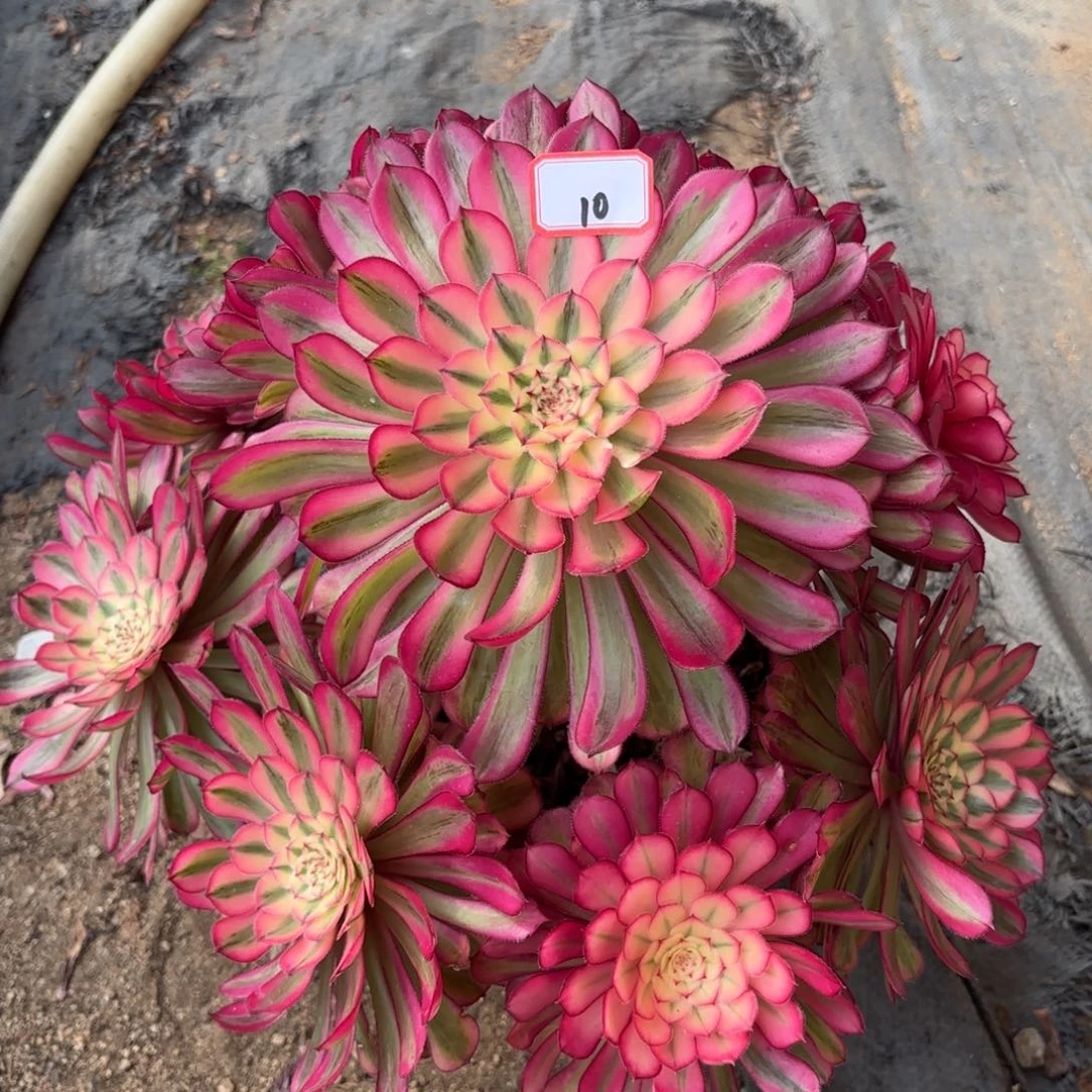 10白月光多肉植物绿植