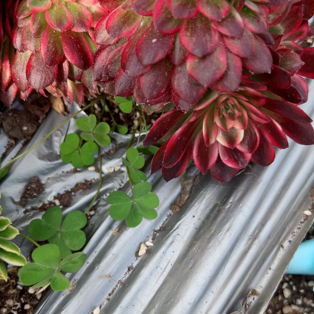 817 号多肉植物法师新年福利