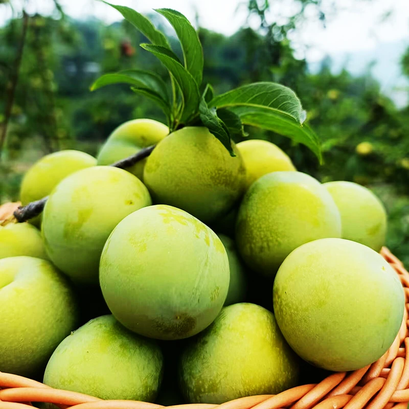 正宗贵州高山青脆脱骨李新鲜现摘酸甜可口孕妇水果