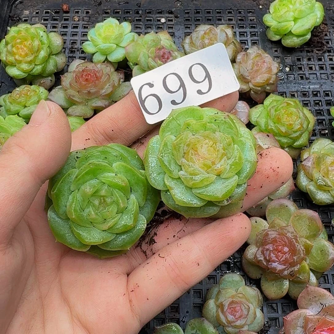 昭*多肉植物多肉植物699