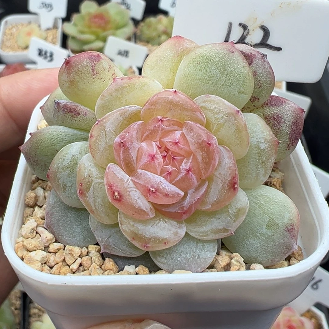 122号芳草 晗雨多肉