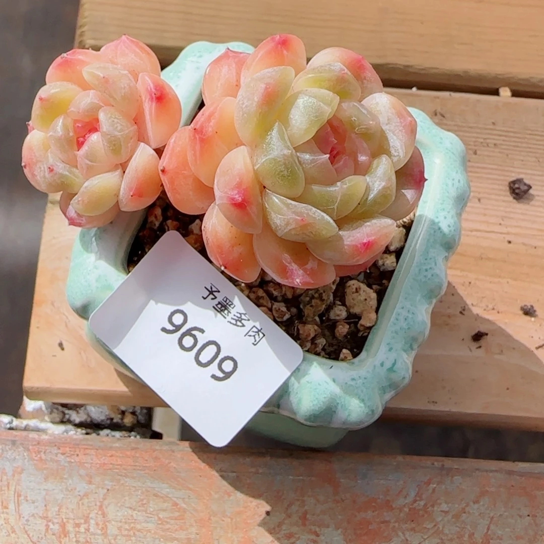 白恋，9609多肉植物