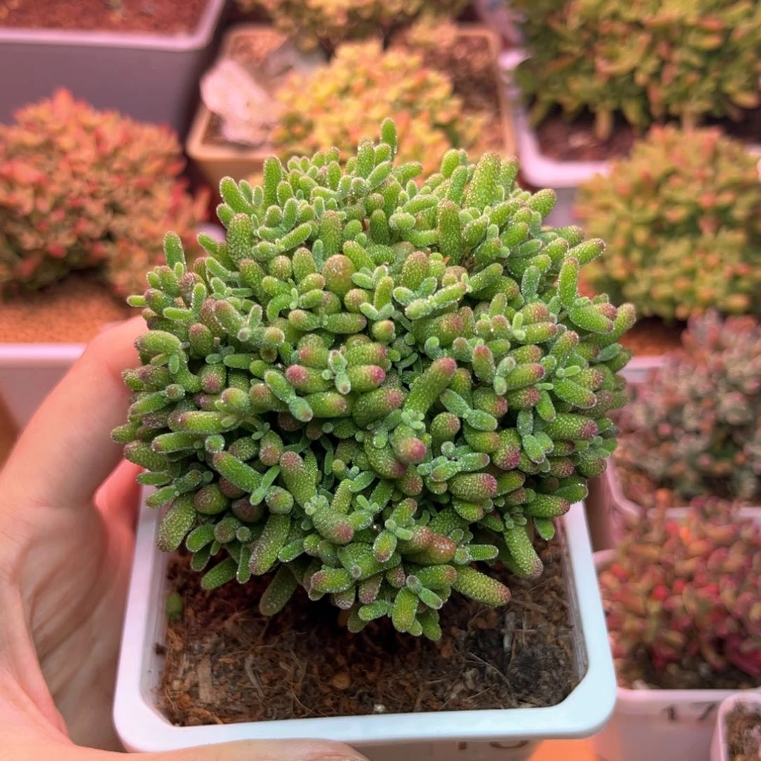 体***陈109蜜桔可爱多肉植物