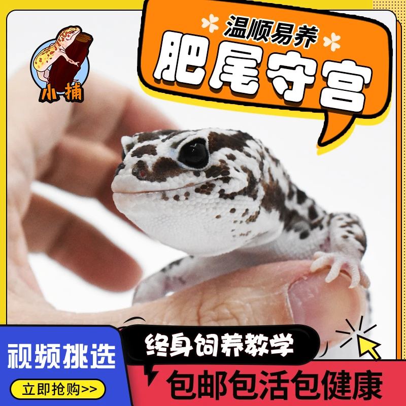 肥尾守宫豹纹蜥蜴新手入门懒人爬宠宠物温顺可爱龙傲天小火龙橘白