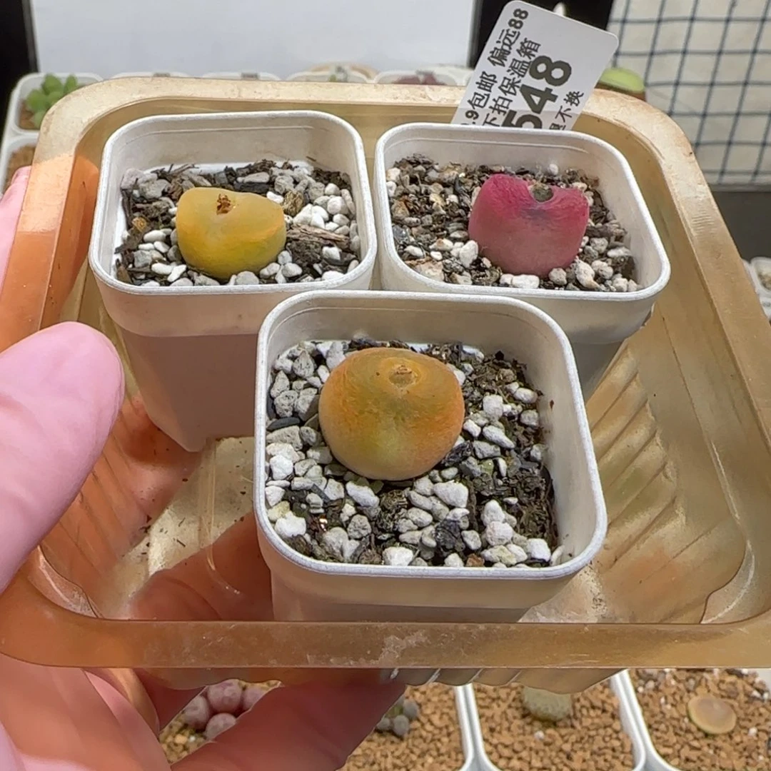 肉锥多肉植物百科-毛彩套548