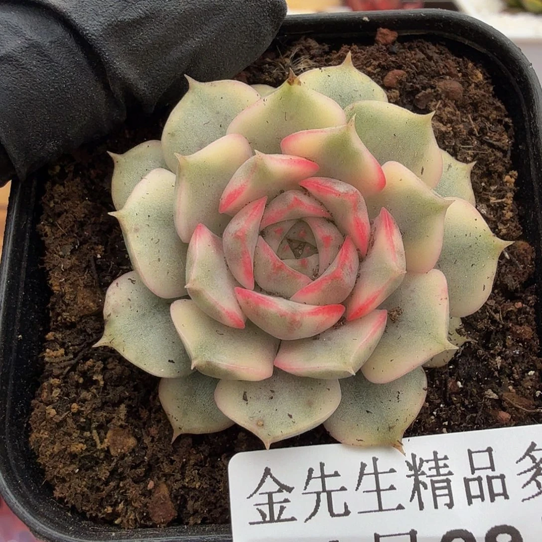 1109-25玫瑰夫人锦