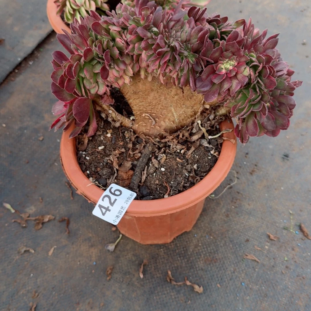 426荔枝缀化多肉植物满28包邮