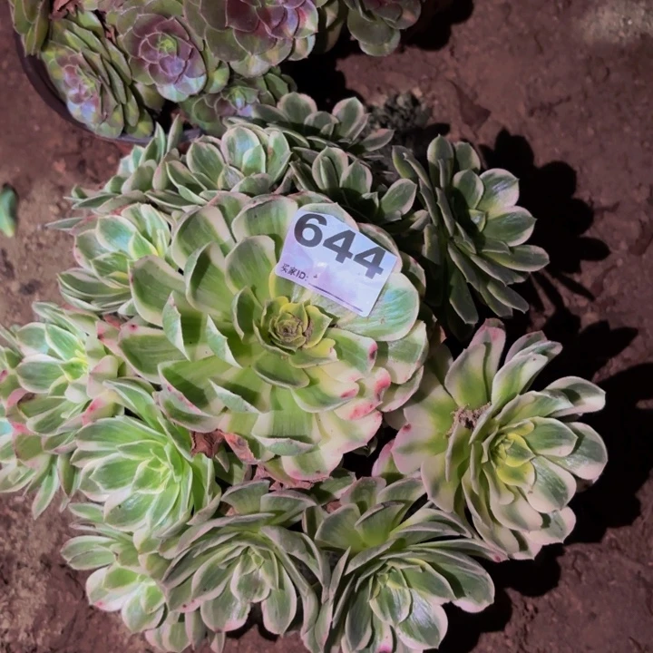 644海仙多肉植物不售后