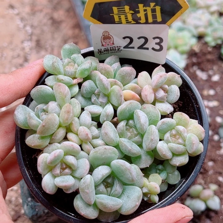 多肉植物多肉植物