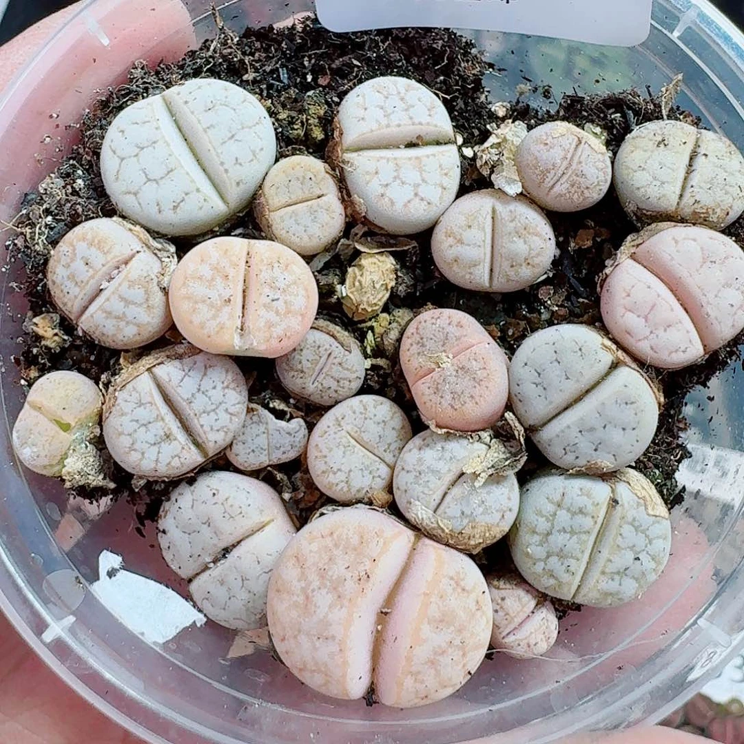 100多肉植物多肉植物
