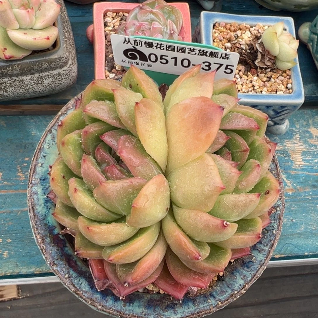 从前慢多肉精选编 0510.375