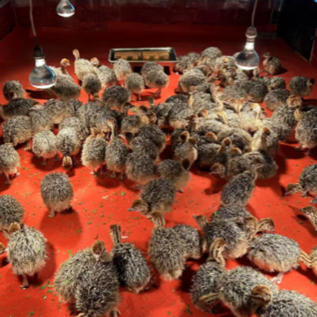 半个月宠物文（驼）鸟可牵绳可遛弯还能观赏（定金专用）