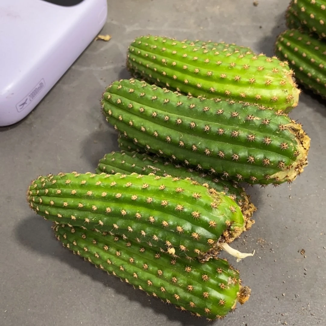 进口金妞金4侧芽一个