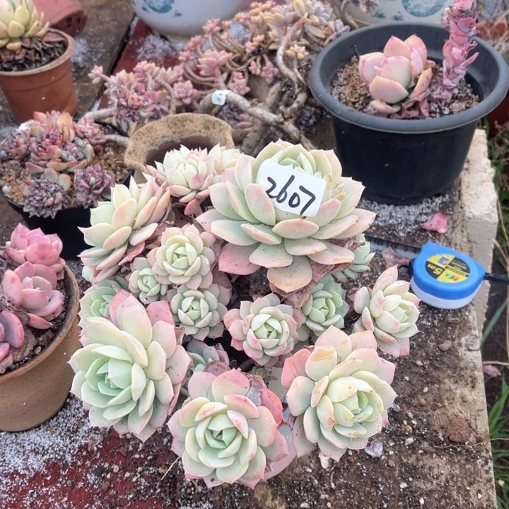 可*2607恋曲CC多肉