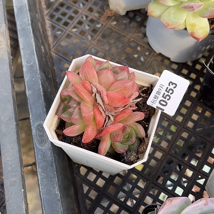 阿雅园艺。         553