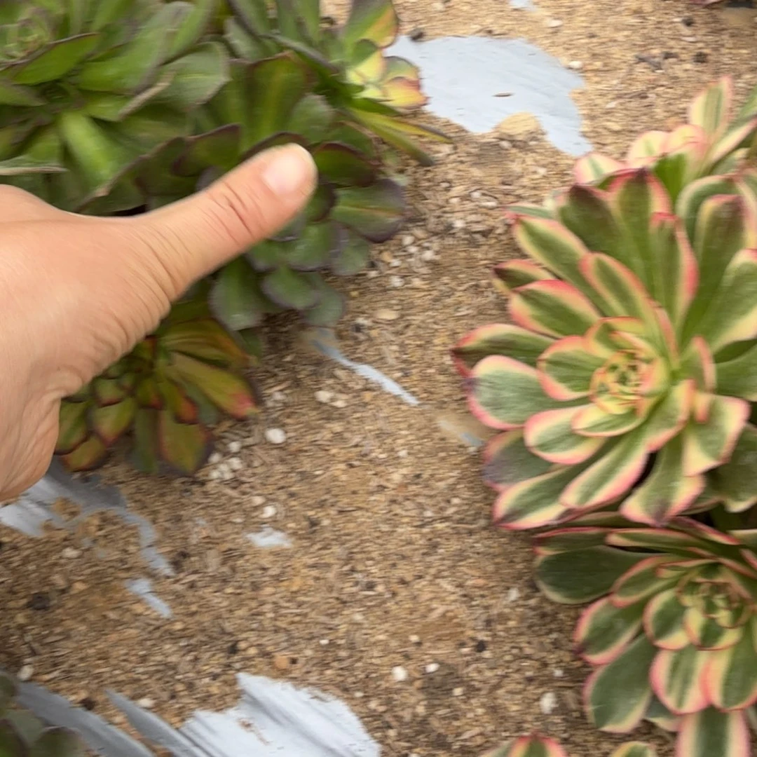 224海王七彩。多肉植物