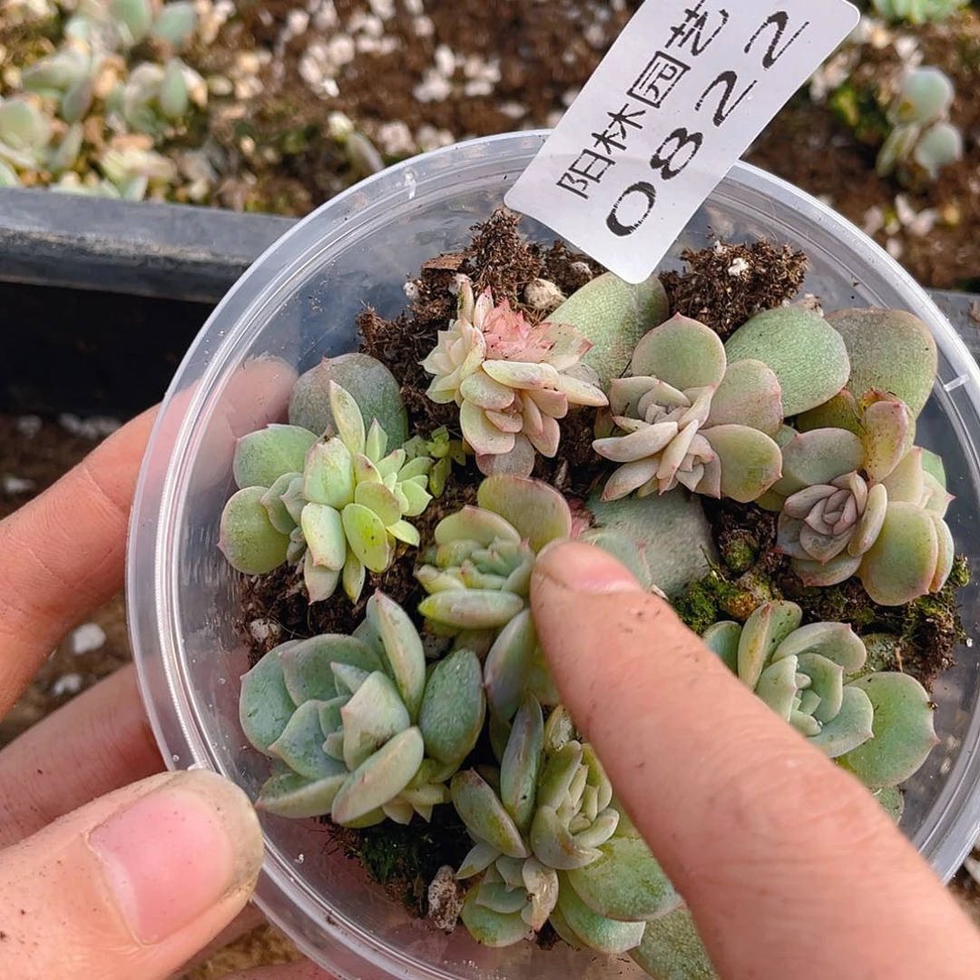 多肉植物多肉植物822