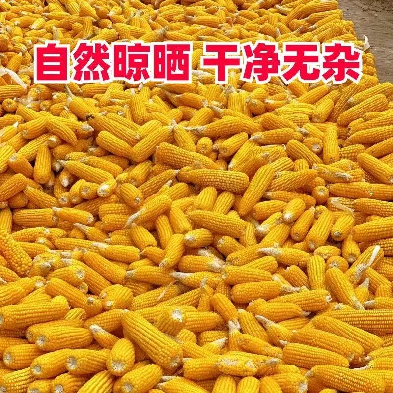 精选干净可磨玉米面的玉米棒 老品种金皇后玉米