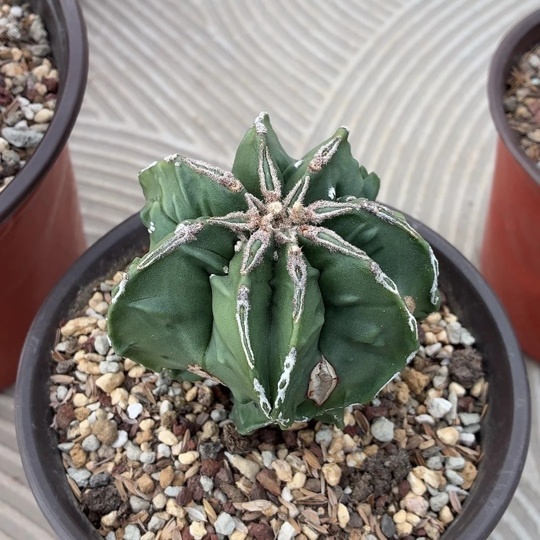 简***好无花朵鸾凤玉！！！？！！