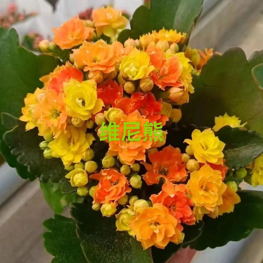 维尼熊长寿花，快递微损不售后，完美主义者勿拍