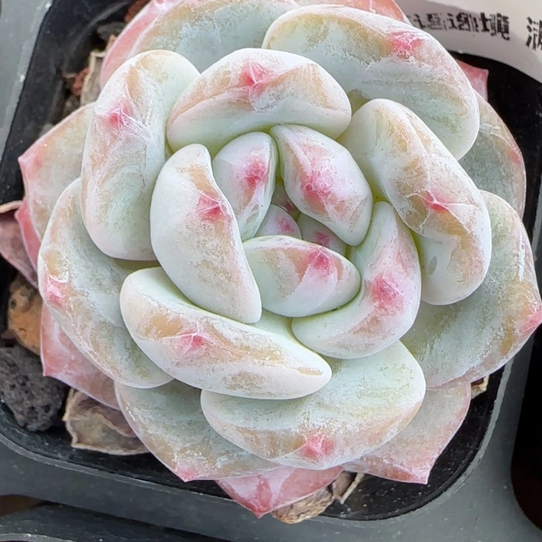 花语逸镜0223-426