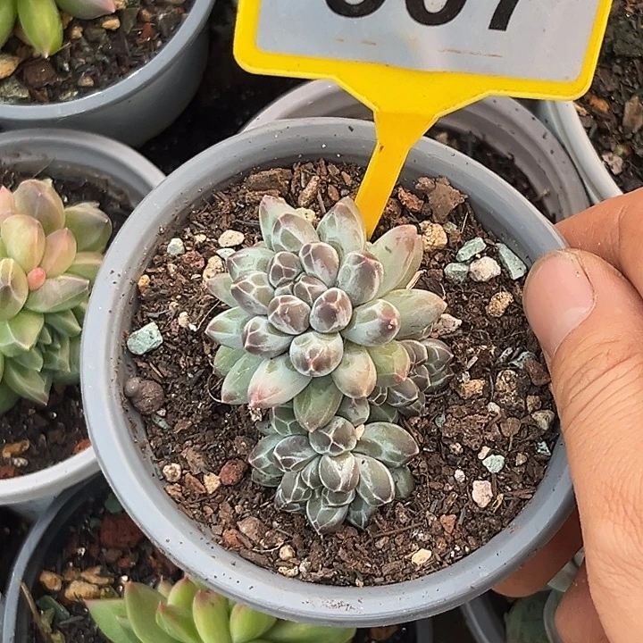 多肉植物申公豹907