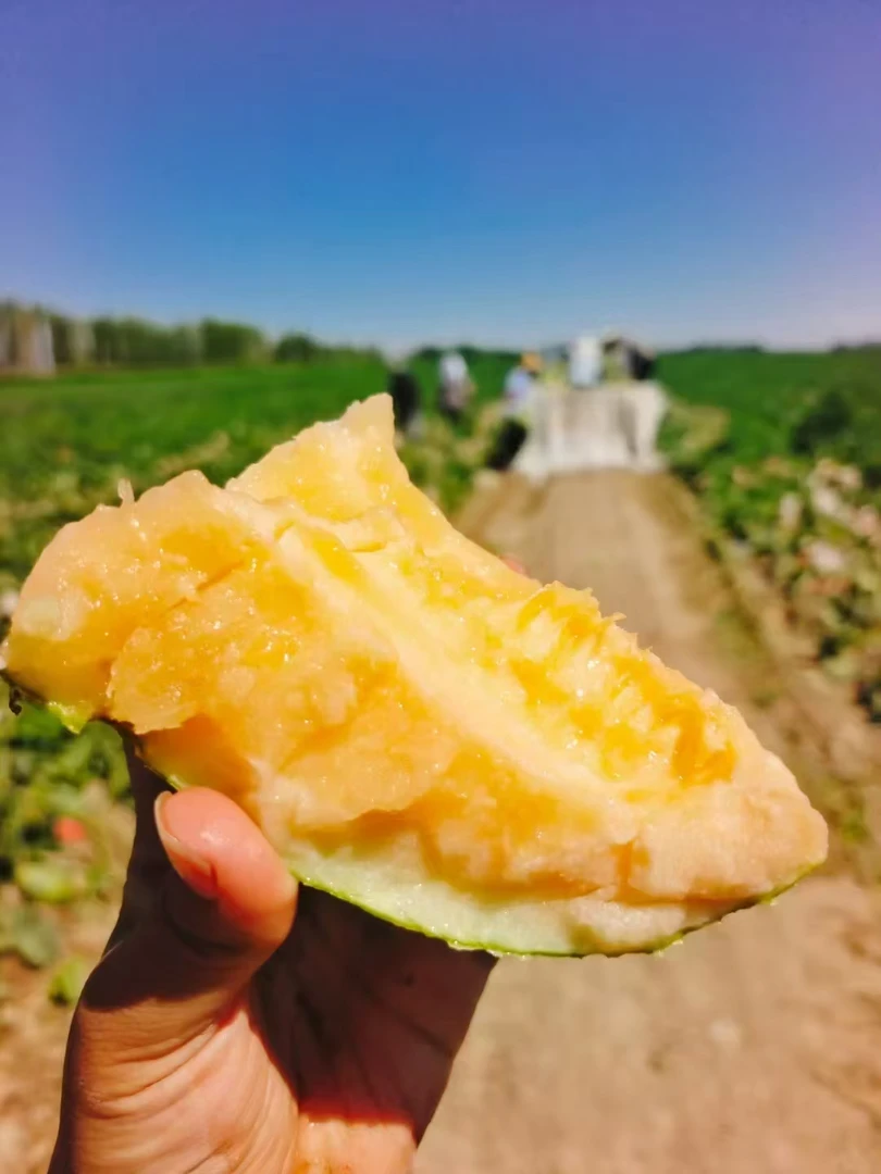 【京东包邮】老板娘甄选新疆特产西州密25号哈密瓜