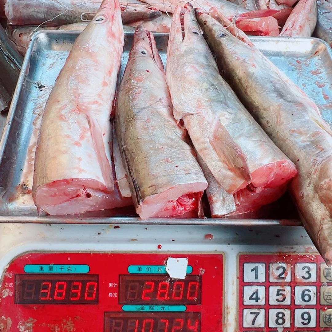 中国大陆四个鳗鱼头