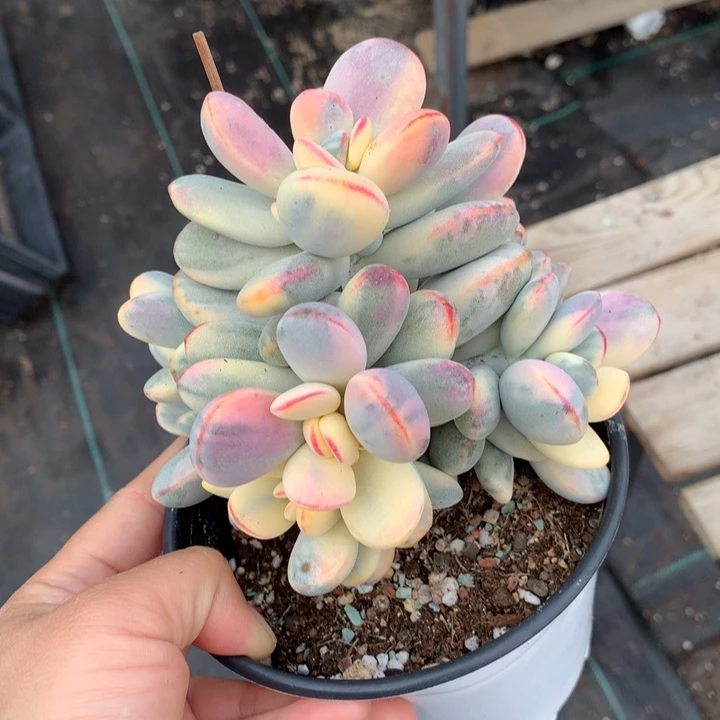 福娘锦多肉植物的