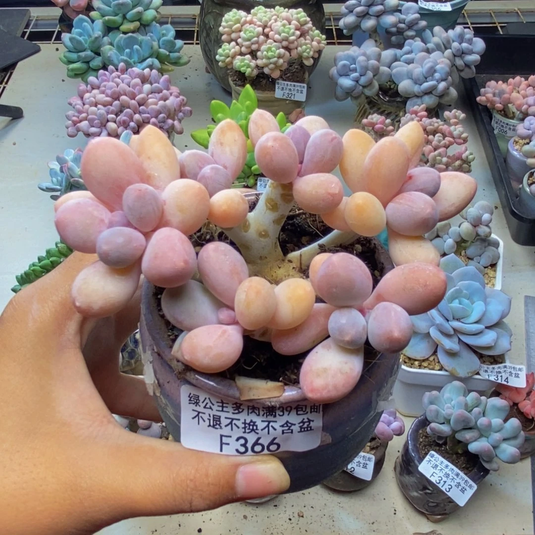 366香水手指奶多肉7cm