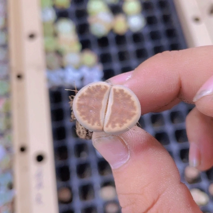 139生石花精品多肉