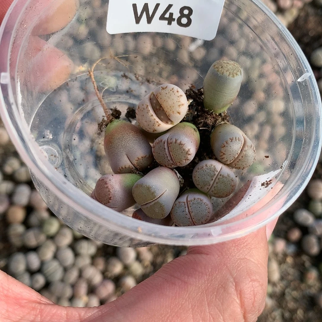 小*ᐝaw48多肉植物保护