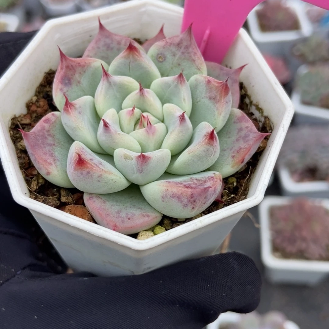 114婚戒多肉植物多肉