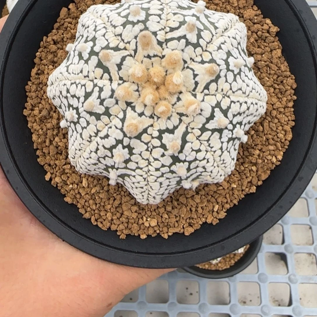 无花朵成***石7.2公分海星V