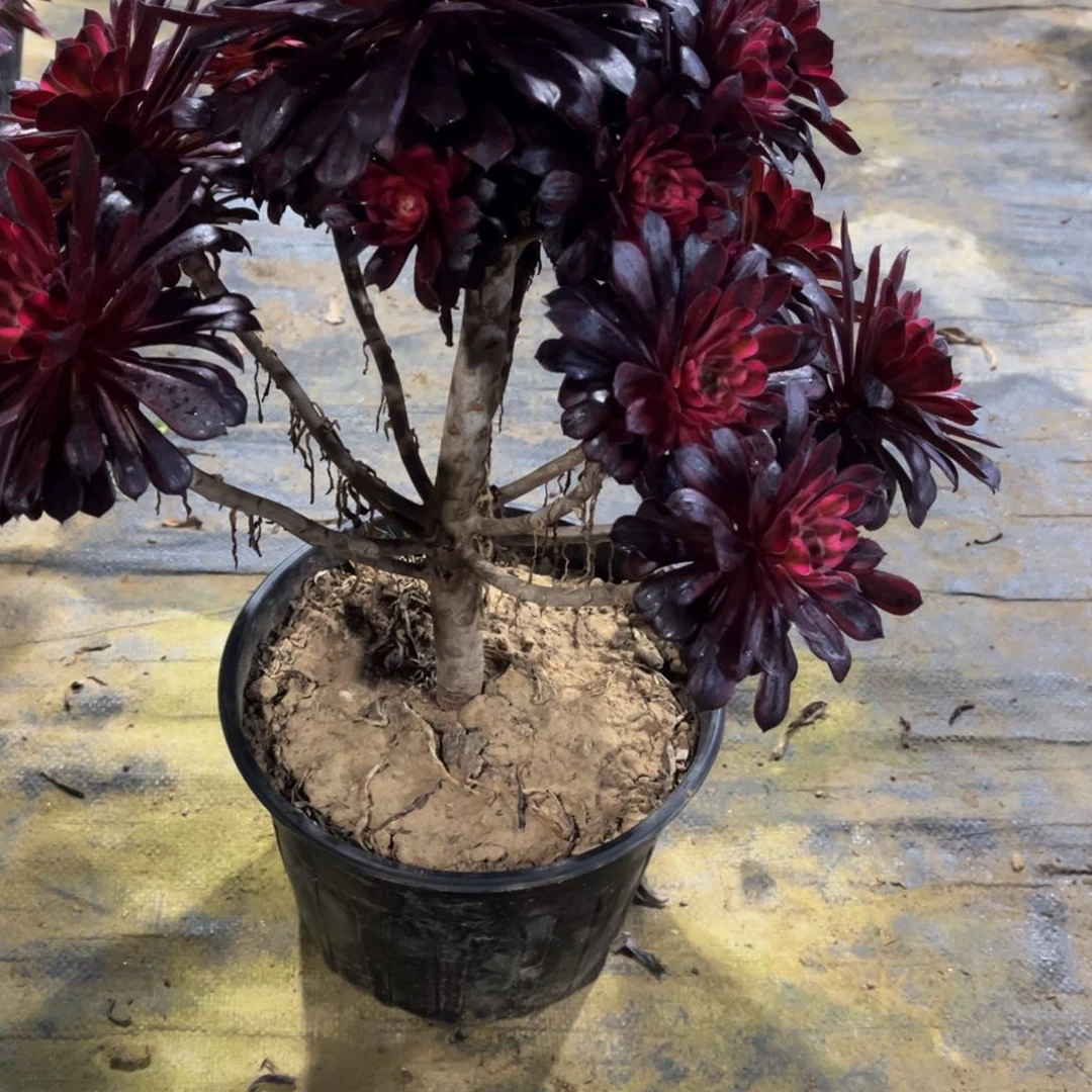 八***雨多肉573黑天鹅法师