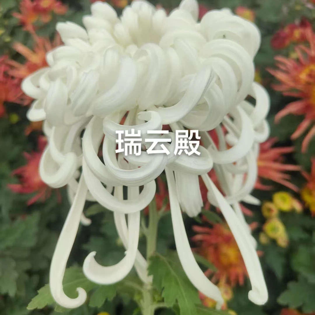 瑞云殿（精选珍品）精品九月菊