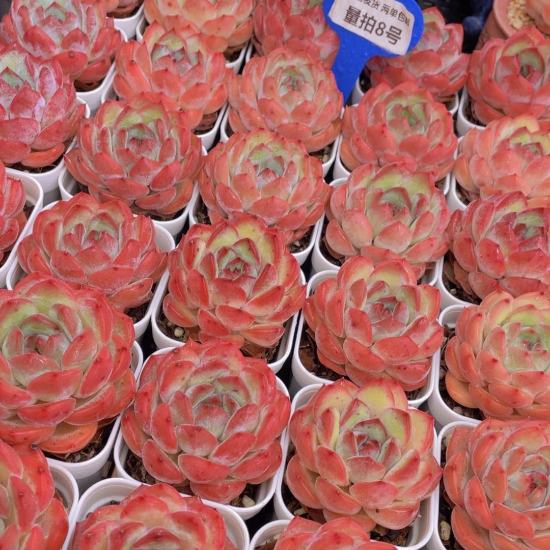 量拍8号 草莓杏仁单头一个