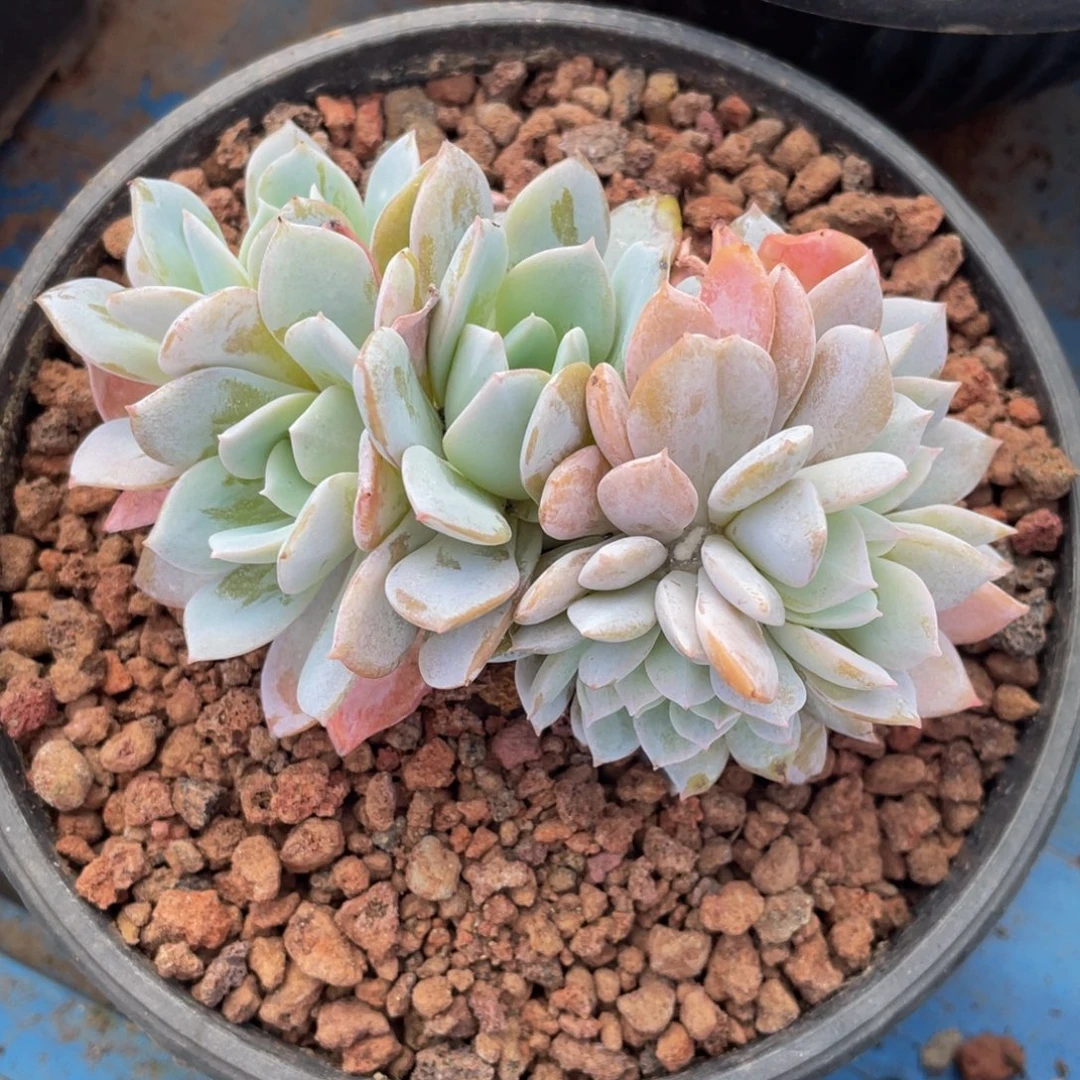 白茶缀多肉植物盆栽