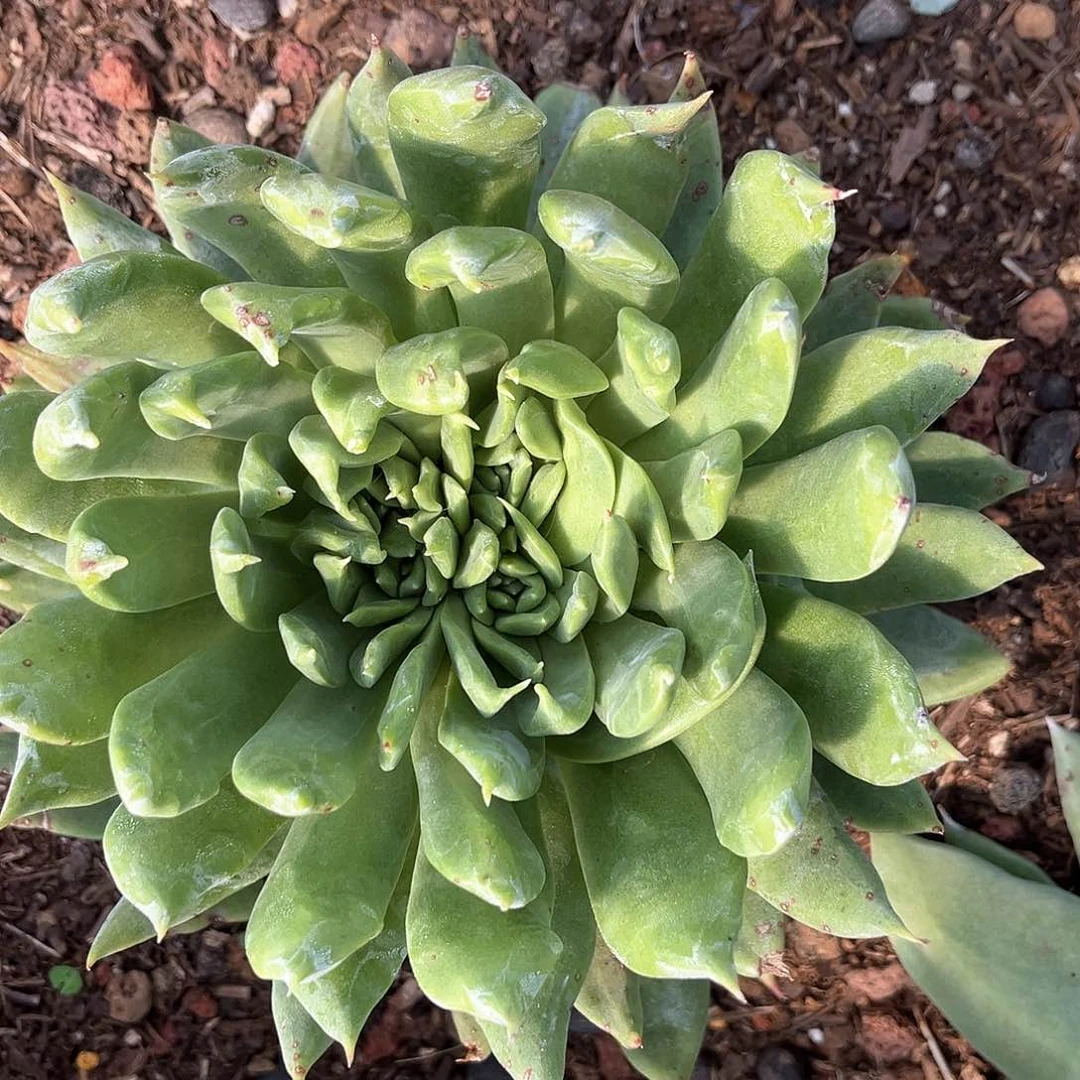 绿拇指杂交缀化多头