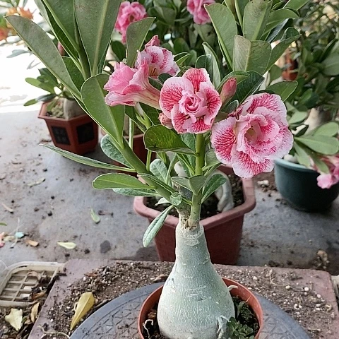 【闪购商品】无花朵浪***涯