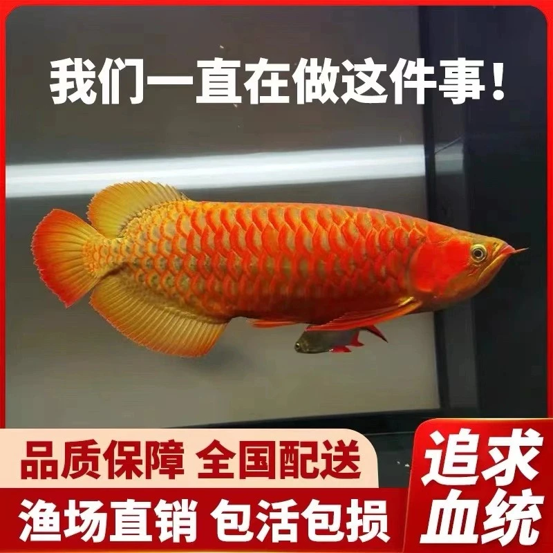 印尼纯血超血赛级红龙鱼苗养鱼混养发货活体拍过温过水和下缸视频