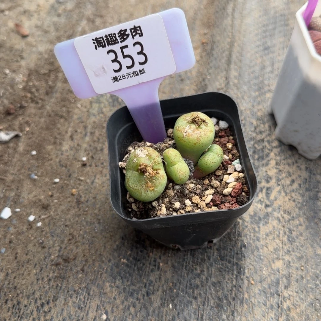 紫**儿多肉植物生石花悟空