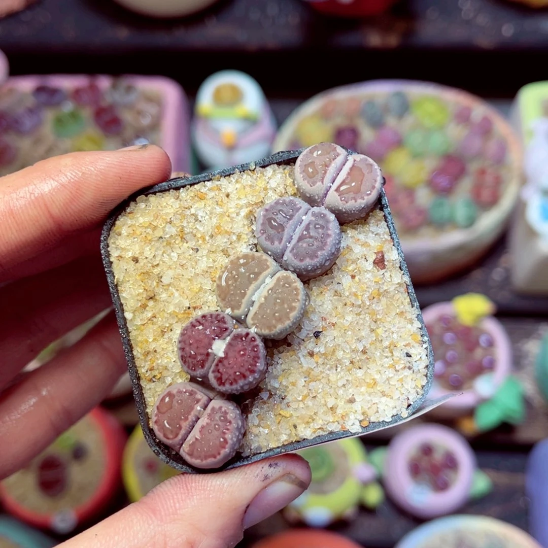 189生石花带盆发1