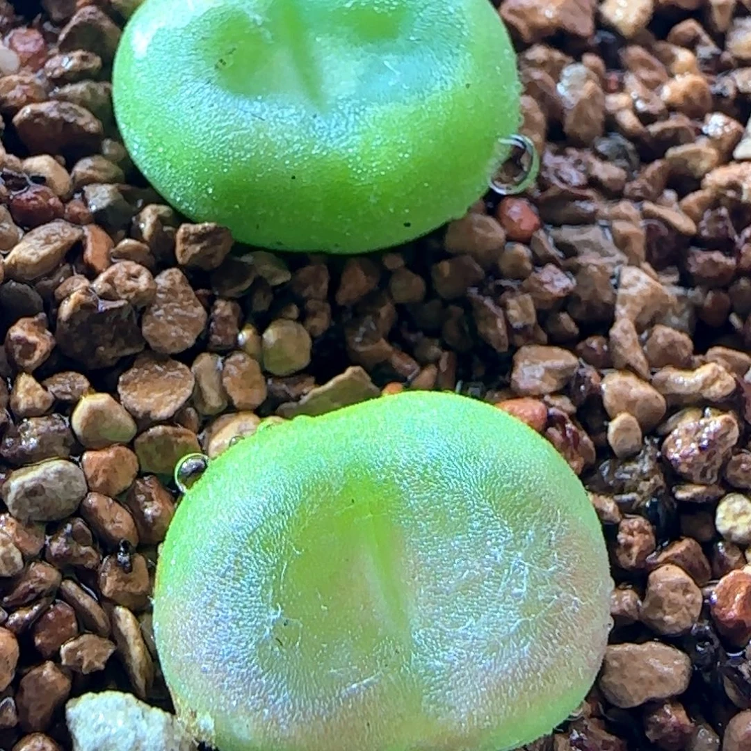 5.29.1/水晶鞋一双/