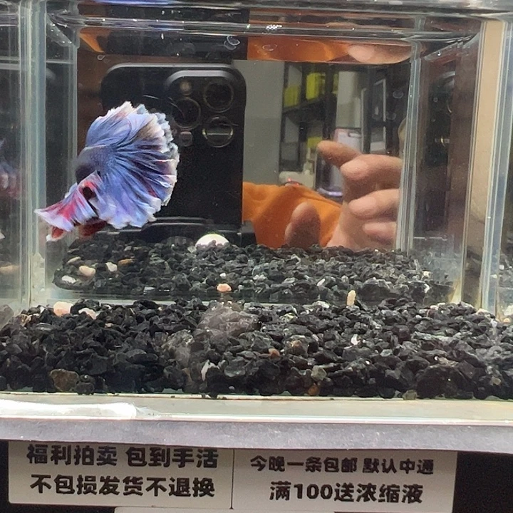 斗鱼竞拍跑单4日66