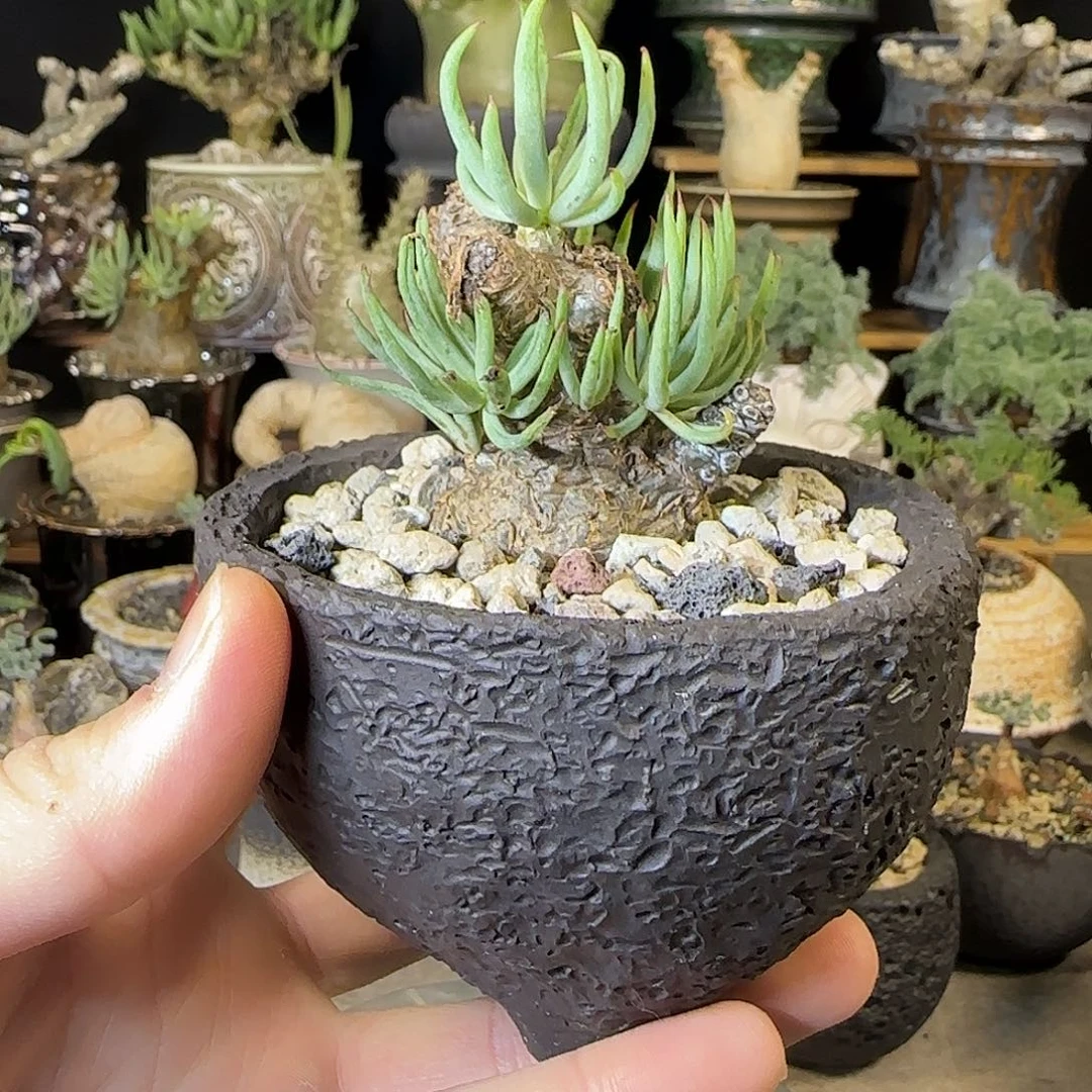 一物一拍白象奇峰锦230