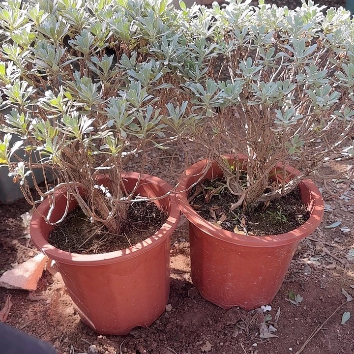 罗***⁶带土球发货哈哈哈