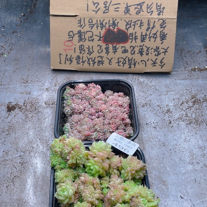 云糖心多肉植物496