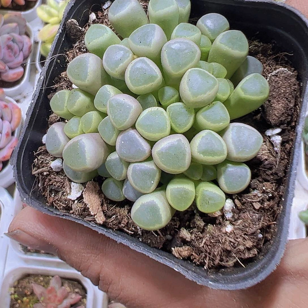 五十铃玉带盆带土19包邮