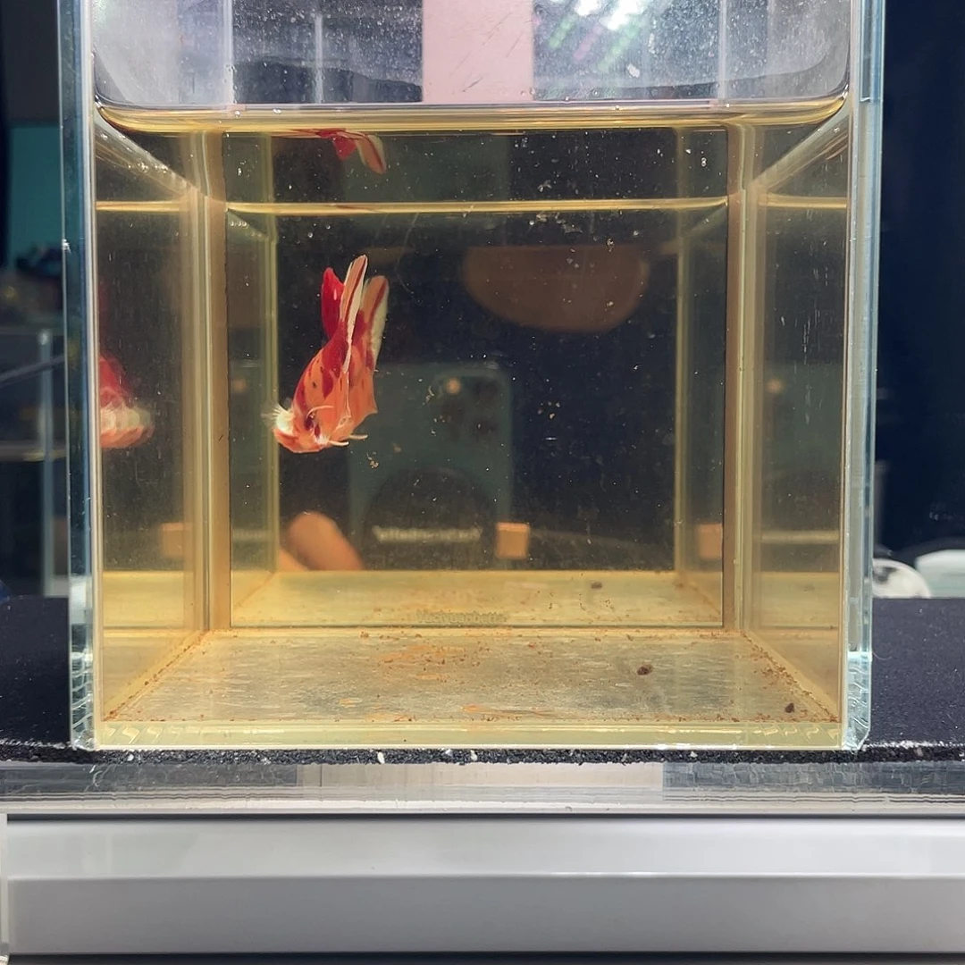斗鱼九月十二日竞价